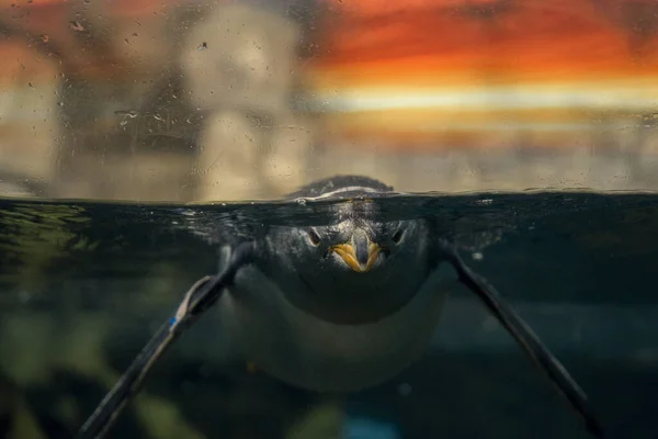 Papua Penguin Portrait Underwater Swimming You — Fotografia de Stock