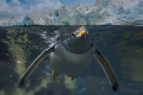 Pápua Pingvin Portré Víz Alatt Úszik Neked — Stock Fotó