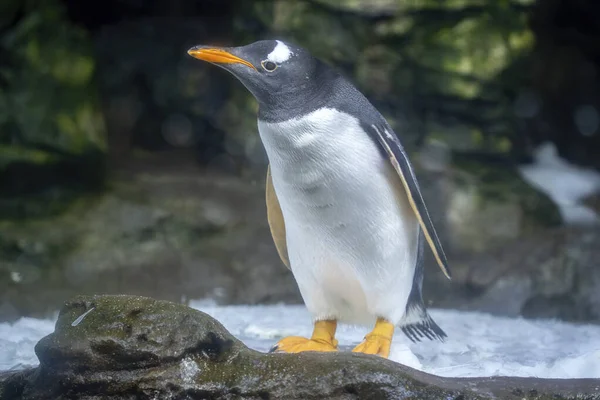 Papua Penguin Looking You Portrait — Φωτογραφία Αρχείου