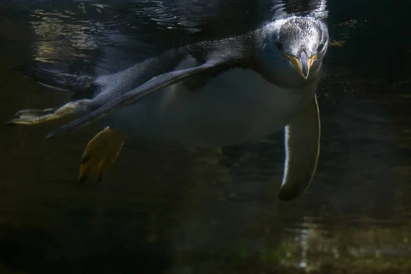 Papua Penguin Portrait Underwater Swimming You — Stockfoto