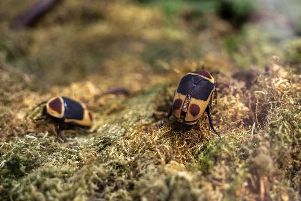 Sun Beetle Pachnoda Marginata Close Detail — Foto Stock