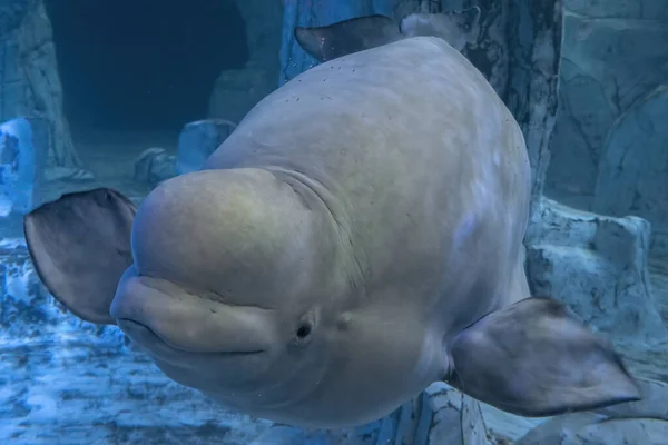 Beluga Dolphin Underwater Close Portrait Looking You Стоковая Картинка