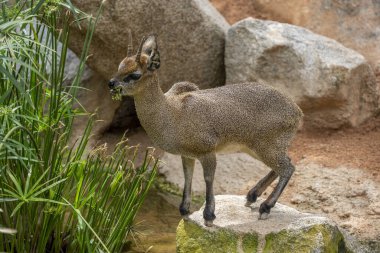 Afrika portresinden Kplipspringer antilopu. Yakın plan.
