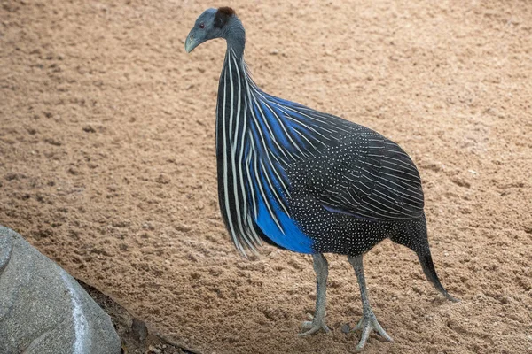 Colorful Faraona Vulturina Blue Black Bird Africa Portrait — 图库照片