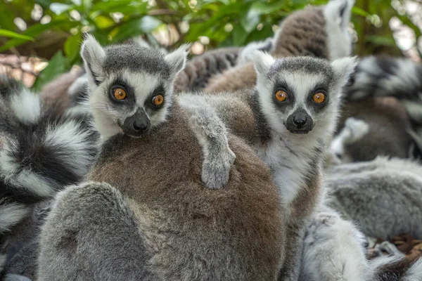 Mono Lindo Lemur Mamífero Primer Plano Retrato — Foto de Stock