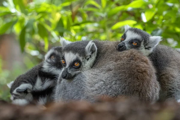 Cute Lemur Monkey Mammal Close Portrait — Stockfoto