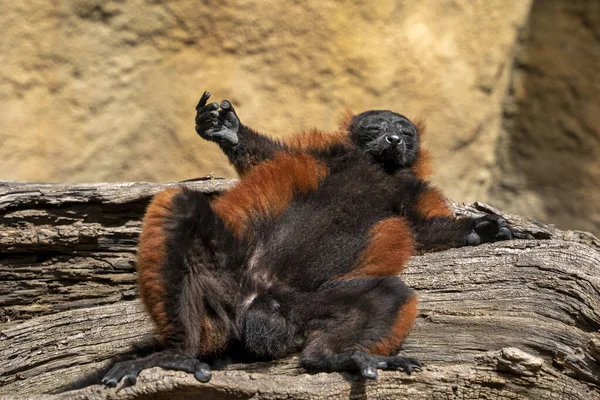 Yoga Position Cute Lemur Monkey Mammal Close Portrait — Foto de Stock
