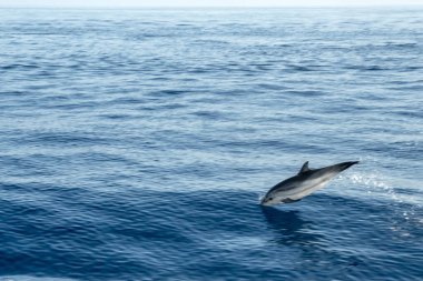 Mutlu çizgili yunuslar denizin dışına atlıyor.