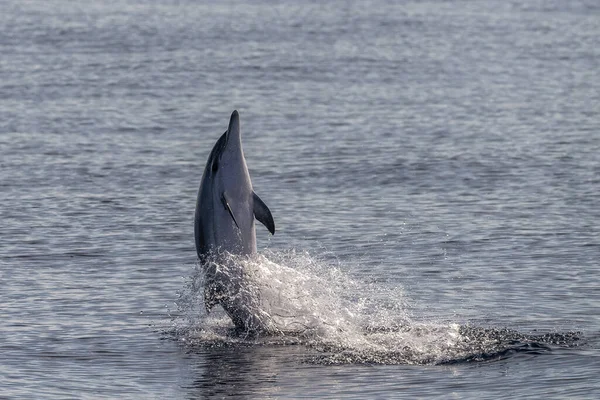 Счастливые Полосатые Дельфины Выпрыгивают Моря — стоковое фото