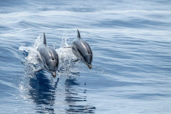 Felices Delfines Rayados Saltando Fuera Del Mar — Foto de Stock