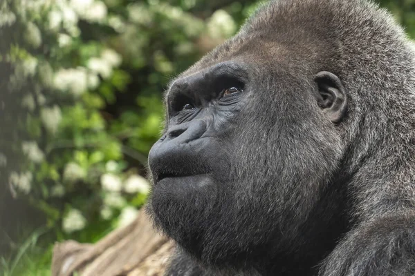Doubtful Silverback Gorilla Close Portrait — ストック写真