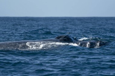 Pasifik Okyanusu yüzeyinde kambur balina