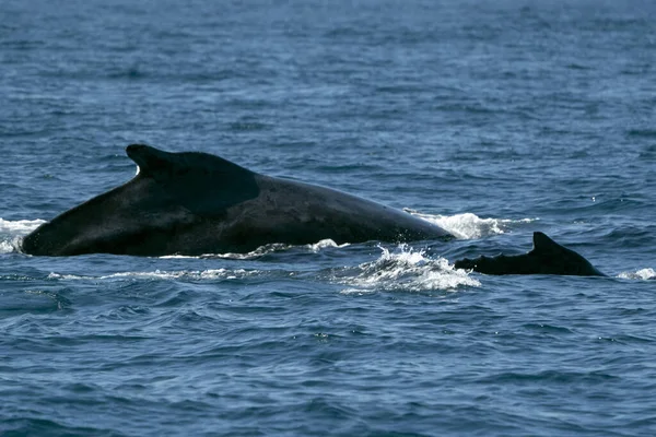 Knölval Mamma Och Kalv Stilla Havet Yta — Stockfoto