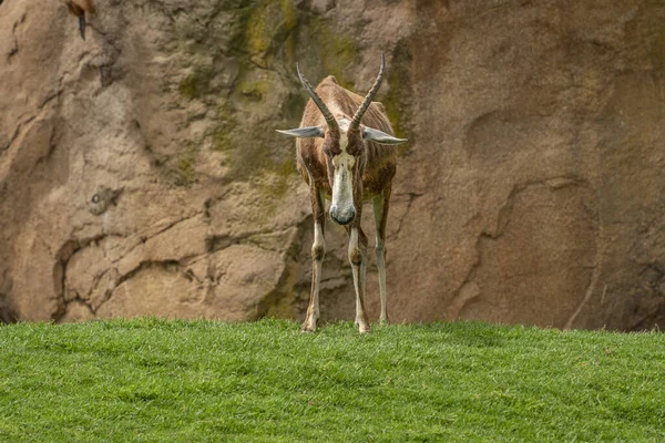 Blesbok Afrikaanse Antilope Close Portret Kijken Naar — Stockfoto