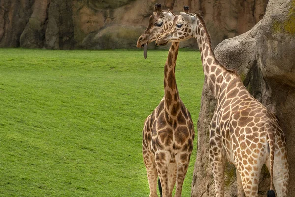 Twee Giraffe Samen Een Met Tong Uit Grappig Portret — Stockfoto