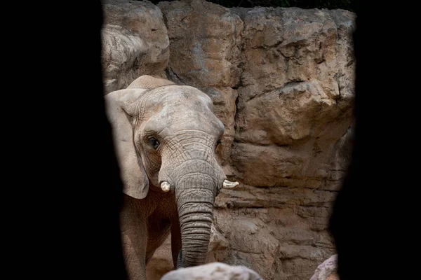 Retrato Elfante Desde Lugar Oculto Mientras Esconde Dentro Una Cueva —  Fotos de Stock