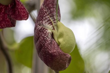 Aristolochia Brezilya tropikal bitki detayı