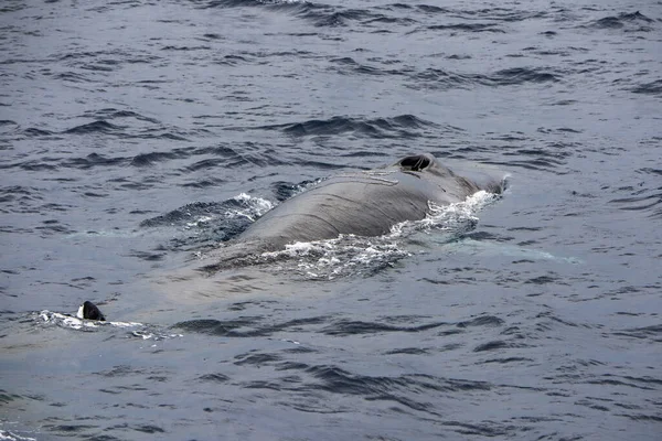 Balena Pinna Nel Mar Mediterraneo Vicino — Foto Stock