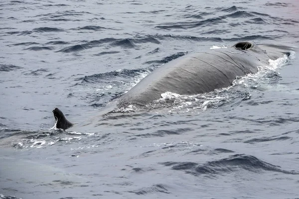 Fin whale in mediterranean sea close up