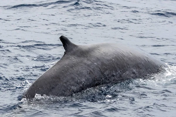 Fin Velryba Středozemním Moři Zblízka — Stock fotografie