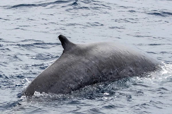 Rorqual Commun Dans Mer Méditerranée Close — Photo