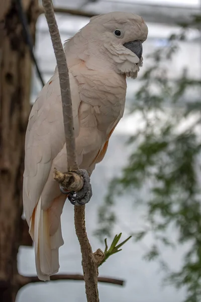 Rózsaszín Cacatua Madár Közelkép Portré — Stock Fotó