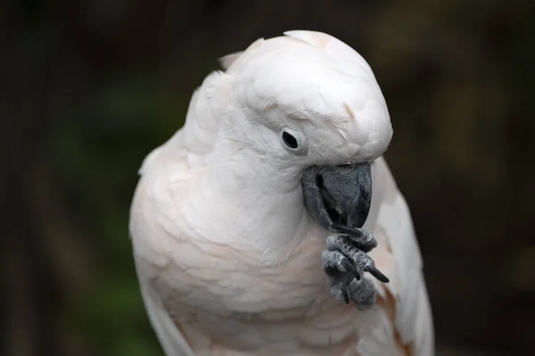 Rózsaszín Cacatua Madár Közelkép Portré — Stock Fotó