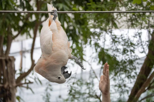 Pássaro Cacatua Rosa Fechar Retrato Com Mão Humana — Fotografia de Stock
