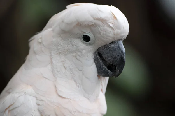 Pájaro Cacatua Rosa Retrato Cerca Imagen De Stock