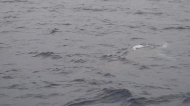 Akdeniz 'de yüzgeçli balina Yaklaş