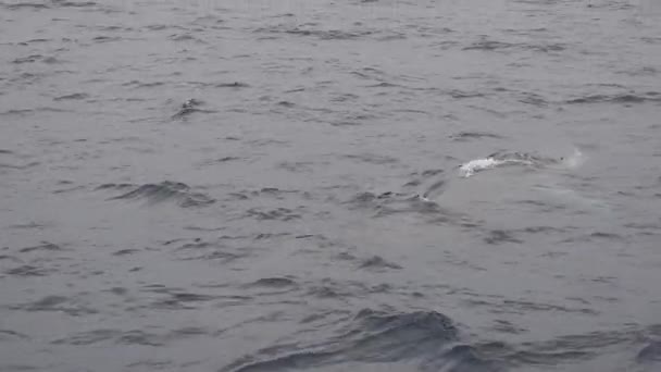 Ballena Aleta Mar Mediterráneo Cerca — Vídeo de stock