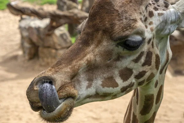 Giraffe Tongue Close Detail — Stock Photo, Image