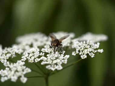Çiçek makrosunda polen emen sinek.