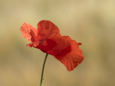 kırmızı gelincik çiçeği ayrıntıları kapat