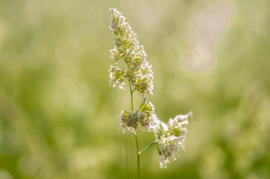 poa pratensis yeşil bitki alanı