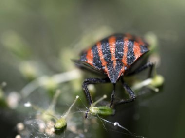Bitki üzerinde Graphosoma italicum böcek böceği makrosu