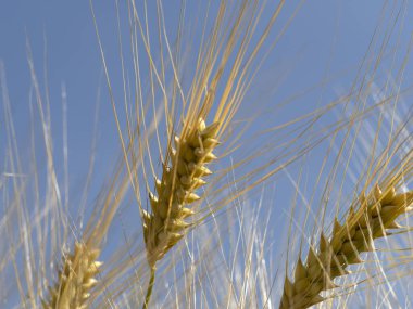 Ukrayna buğdayı neredeyse olgunlaşmış buğday tarlasını hasat etmeye hazır hale getirdi.