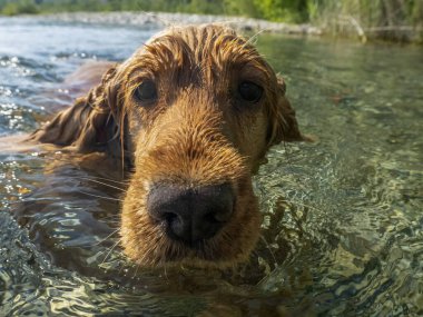 Cocker spaniel köpek nehir suyunda yüzüyor.