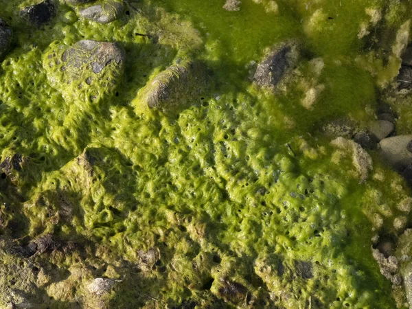 Algas Verdes Rio Detalhes Rochas — Fotografia de Stock