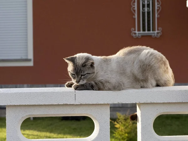 Retrato Gato Perto Olhando Para Você Detalhe Cerca — Fotografia de Stock