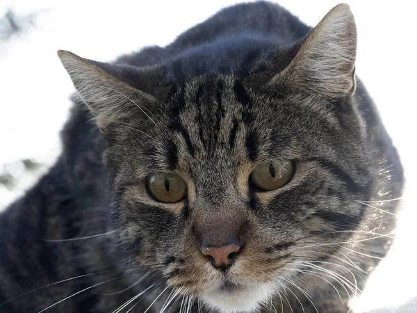 Katt Porträtt Närbild Tittar Dig Detalj — Stockfoto