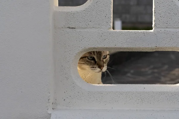 Katzenporträt Aus Nächster Nähe Das Sie Vom Zaun Aus Betrachtet — Stockfoto