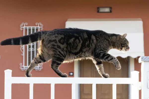 Katt Porträtt Närbild Tittar Dig Från Staket Detalj — Stockfoto