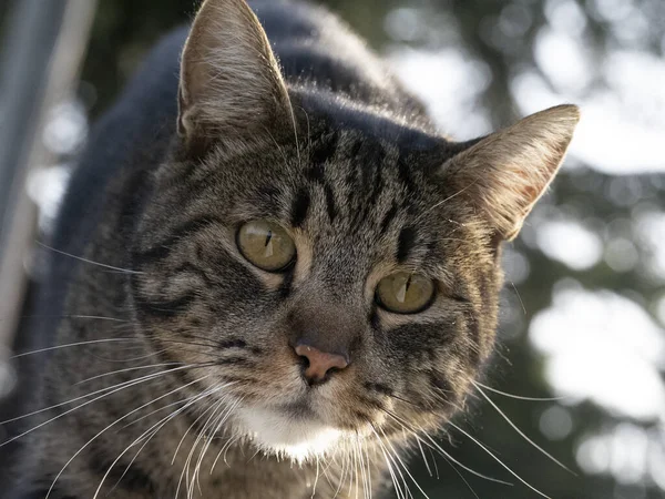 Cat Portrait Close Looking You Detail — Stock Photo, Image