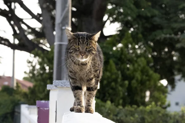 고양이 사진을 울타리에서 당신을 자세히 — 스톡 사진