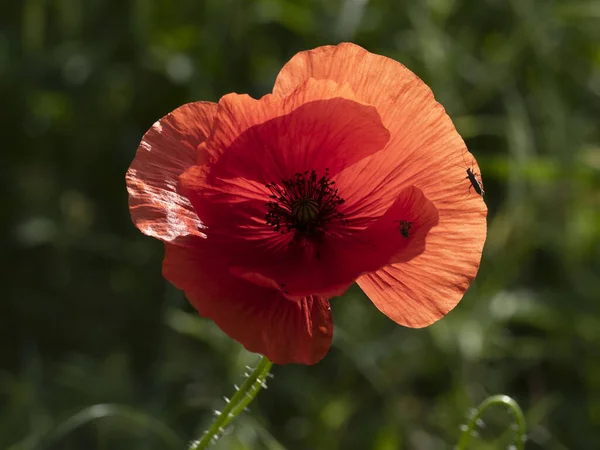 Flor Papoula Vermelha Close Detalhe — Fotografia de Stock