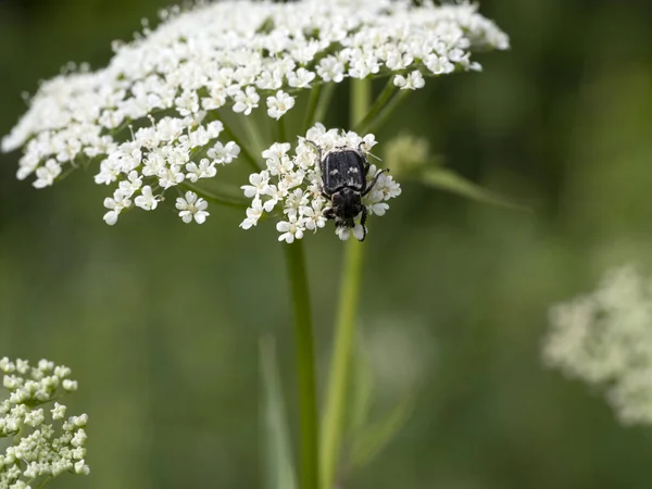 ヴァルガス ヘミプテルス ビートル昆虫は白い花にマクロを閉じます — ストック写真