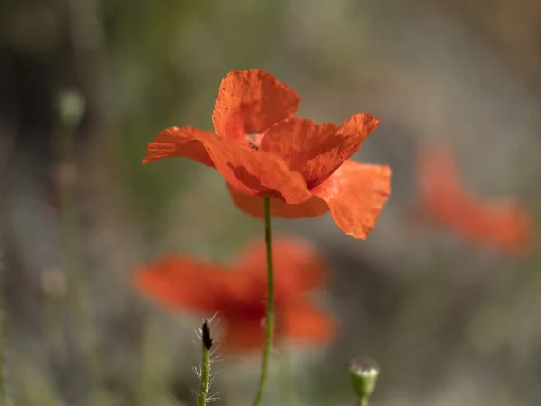 Flor Papoula Vermelha Close Detalhe — Fotografia de Stock