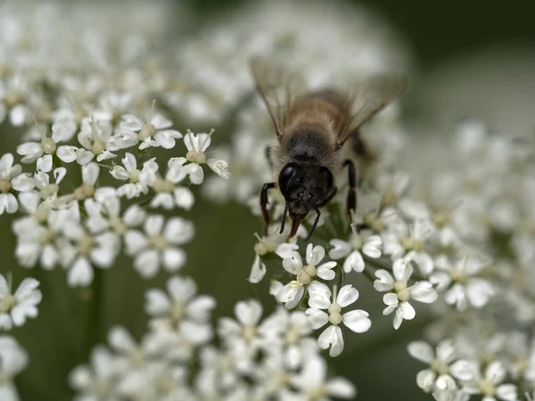 ミツバチが花のマクロで花粉を吸い — ストック写真