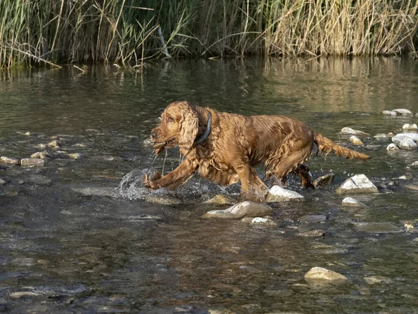 Κόκερ Σπάνιελ Σκυλί Που Κολυμπάει Στο Νερό Του Ποταμού — Φωτογραφία Αρχείου